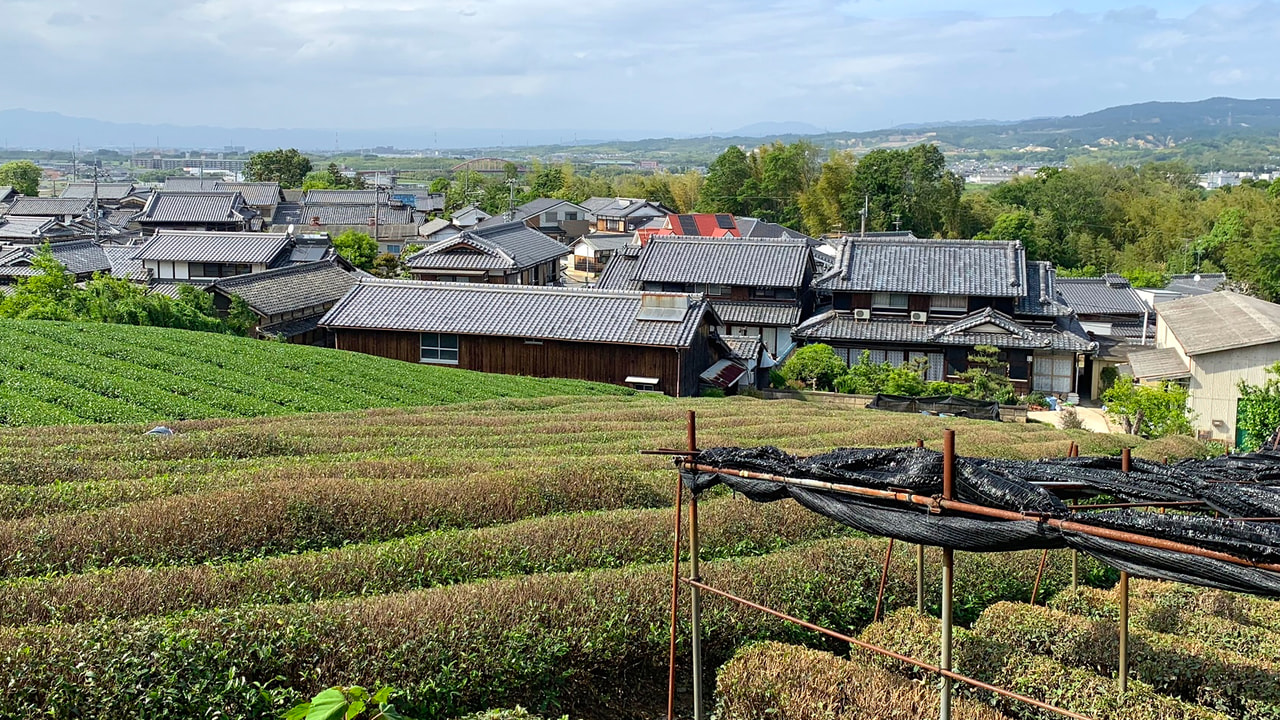 ツール・ド・京田辺の見所１茶畑